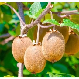 Киви Аббот