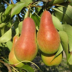 Груша Талгарская красавица