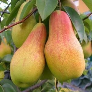 Груша Амфора (2-х летний)