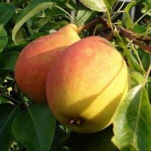 Груша Силк Кинг (2-х летний)