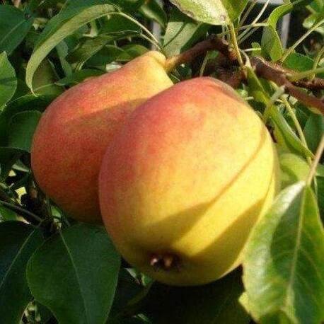 Груша Силк Кинг (2-х летний)