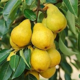 Груша колоновидная Люси (саженцы ОКС)