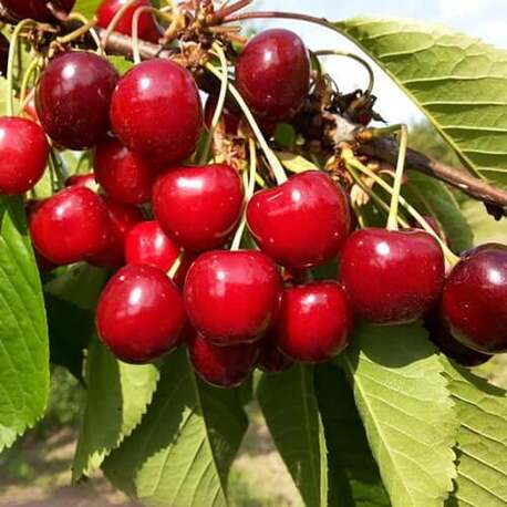 Черешня Сказка (2-х летний)