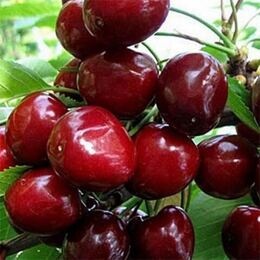 Черешня Сказка (2-х летний)