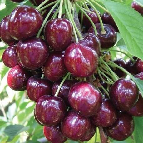 Черешня Василиса (2-х летний)