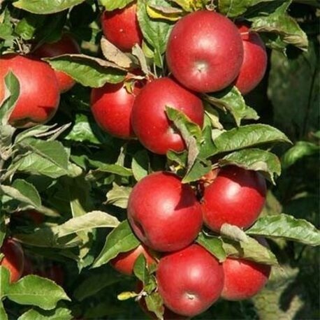 Яблоня Айдаред (2-х летний)