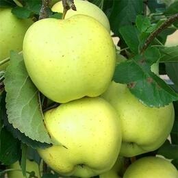 Яблоня Снежный Кальвиль (саженцы ОКС)