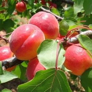 Абрикос Биг Ред (2-х летний)