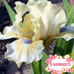 Ирис карликовый Cachet 