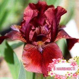 Ирис карликовый Pumila Dyka Gorobynka 
