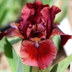 Ирис карликовый Pumila Dyka Gorobynka 