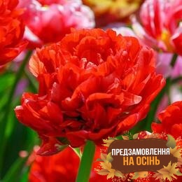 Тюльпан Bombastic Red (луковицы 2шт)