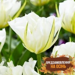 Тюльпан White Valley (луковицы 3шт)