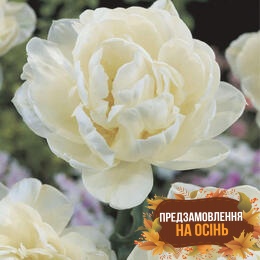 Тюльпан Up White (луковицы 3шт)