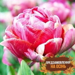 Тюльпан Wedding Gift (луковицы 2шт)