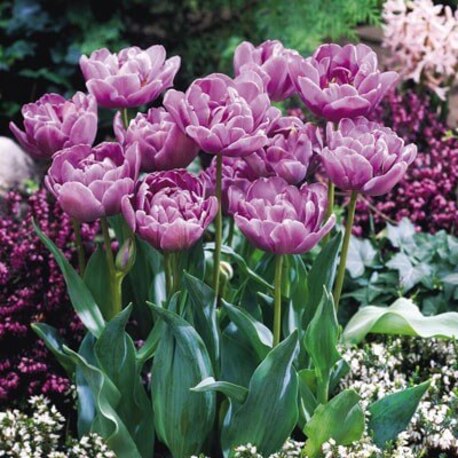 Тюльпан Lilac Perfection (цибулини 2шт)