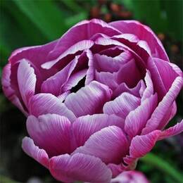 Тюльпан Lilac Perfection (цибулини 2шт)