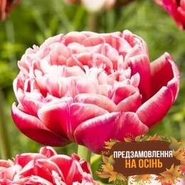Тюльпан Dazzling Sensation (луковицы 2шт)