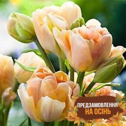 Тюльпан Сharming Beauty (луковицы 3шт)