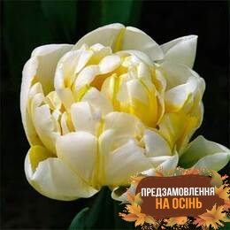 Тюльпан Flaming Evita (луковицы 3шт)