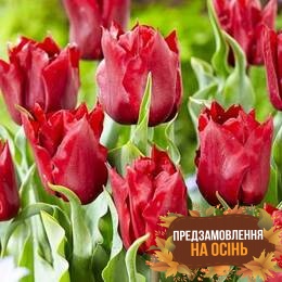 Тюльпан Robinho (луковицы 3шт)