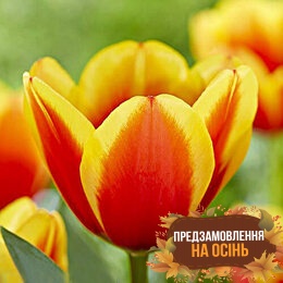 Тюльпан Confucius (луковицы 3шт)