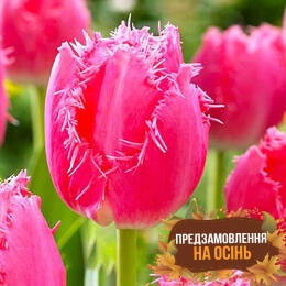 Тюльпан Cacharel (луковицы 3шт)