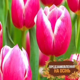 Тюльпан Jefgenia (луковицы 3шт)