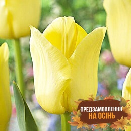 Тюльпан World Friendship (луковицы 3шт)