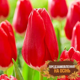 Тюльпан Red Signal (луковицы 3шт)