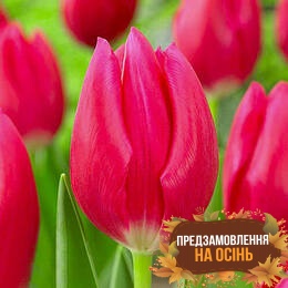 Тюльпан Pink Ardour (луковицы 3шт)