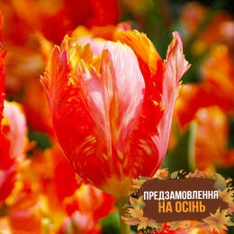 Тюльпан Orange Favourite (луковицы 3шт)