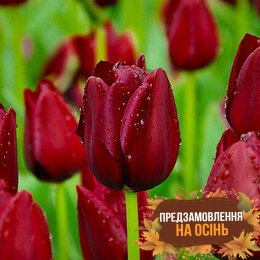 Тюльпан National Velvet (луковицы 3шт)