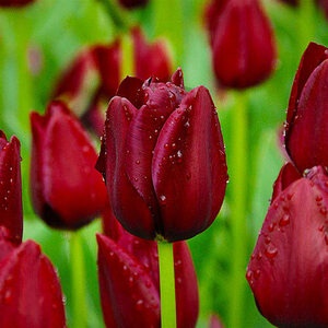 Тюльпан National Velvet (луковицы 3шт)