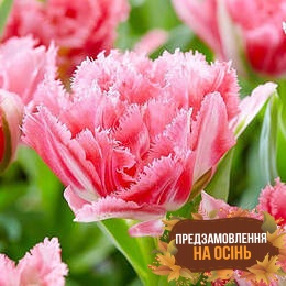 Тюльпан Crispion Sweet (луковицы 3шт)