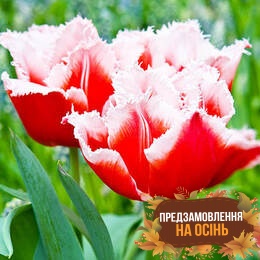Тюльпан Canasta (луковицы 3шт)