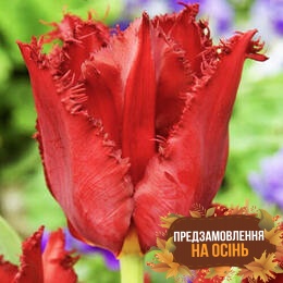 Тюльпан Pacific Pearl (луковицы 3шт)