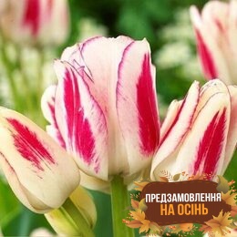 Тюльпан Candy Club (луковицы 3шт)