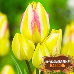Тюльпан Antoinette (луковицы 3шт)