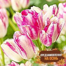 Тюльпан Dream Club (луковицы 3шт)