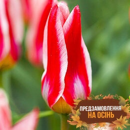 Тюльпан Jockey Cap (луковицы 3шт)