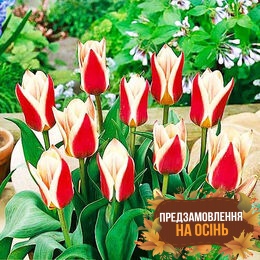Тюльпан Rosanna (луковицы 3шт)