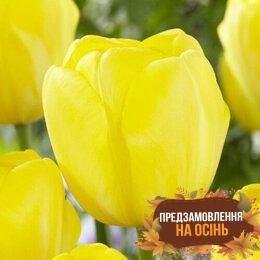 Тюльпан Yellow Angel (луковицы 3шт)