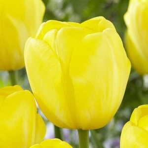 Тюльпан Yellow Angel (луковицы 3шт)