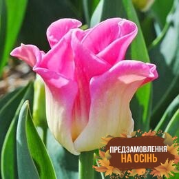 Тюльпан Crown of Dynasty (луковицы 2шт)