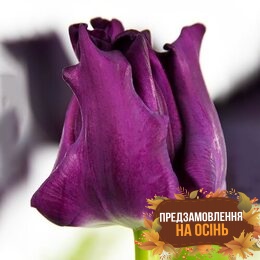 Тюльпан Crown of Negrita (луковицы 2шт)