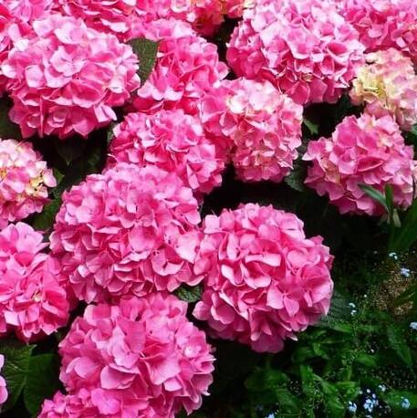 Гортензия крупнолистная Bouqet Rose (контейнер Р9)