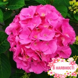 Гортензия крупнолистная Bouqet Rose (контейнер Р9)