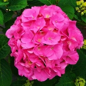 Гортензия крупнолистная Bouqet Rose (контейнер Р9)