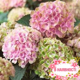 Гортензия крупнолистная Magical Revolution Rose (контейнер Р9)